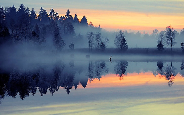 forest with fog, nature, landscape, mist, lake, reflection, blue, HD wallpaper