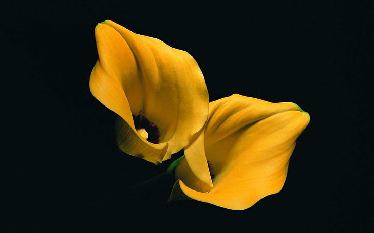 two yellow lillies, lilies, yellow flowers, black background, HD wallpaper