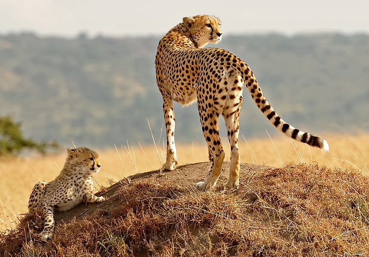 cheetah standing on ground covered with grass with cub, animals, HD wallpaper
