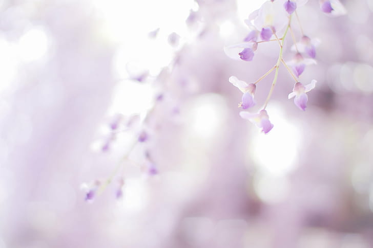 selective focus photography of purple petaled flowers, Untitled, HD wallpaper