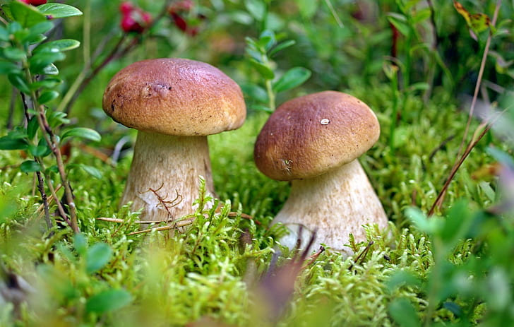 mushroom, macro, moss