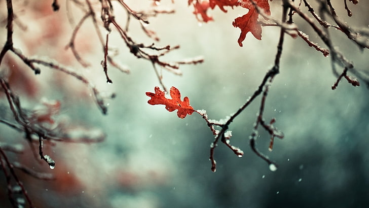 red leaves, photo of red petaled flower, winter, nature, photography