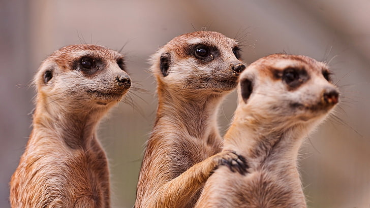 three ferrets, meerkats, family, animals, mammal, africa, wildlife