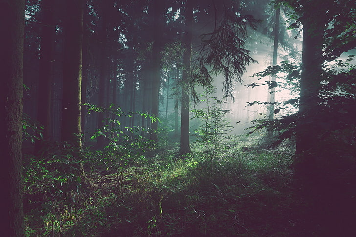 green leafed trees, forest, fog, nature, mystery, woodland, mist, HD wallpaper