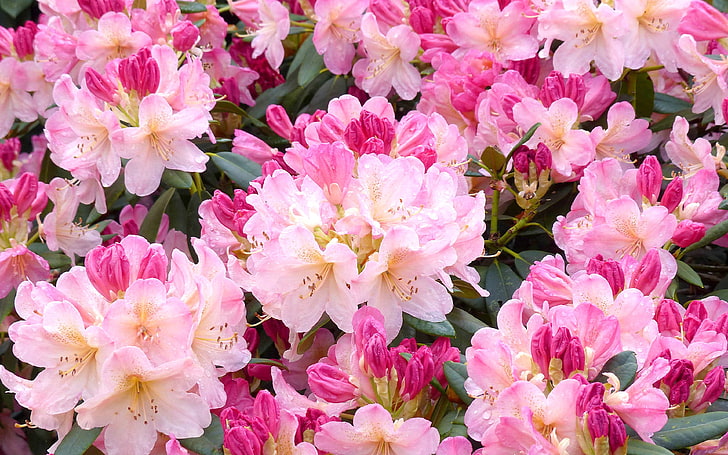Rhododendron National Flower Of Nepal Species Of Woody Plants From Ericaceae Family They Have The Southern Heights Of The Appalachian Mountains In North America