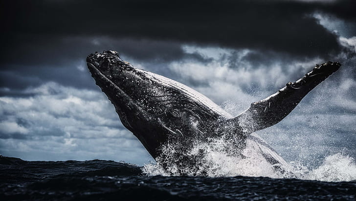 humpback whale, HD wallpaper