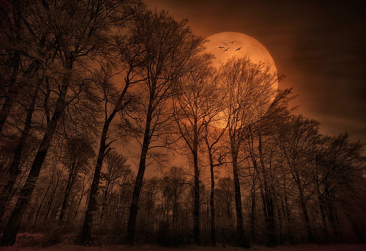 nature, forest, trees, Moon, monochrome, spooky