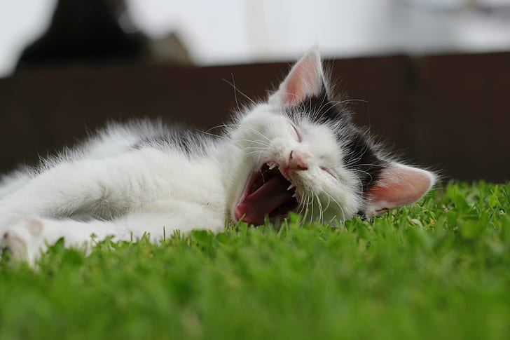 close up photography of white and black short fur kitten lying down on grass field