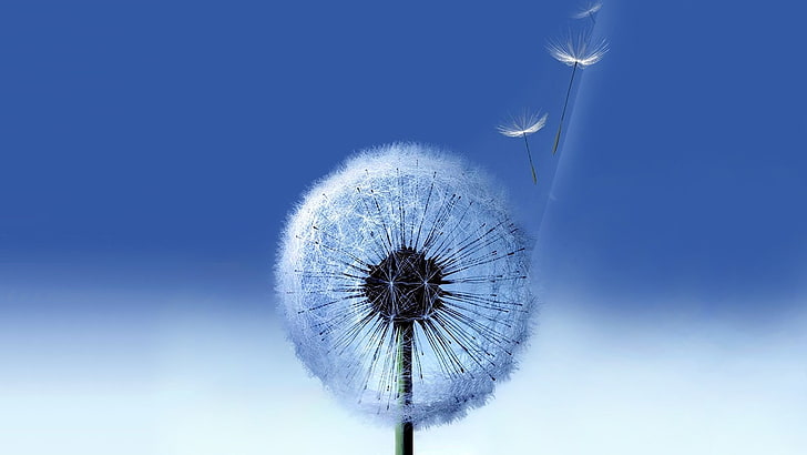 white dandelion, Samsung, flowers, blue, nature, sky, no people, HD wallpaper