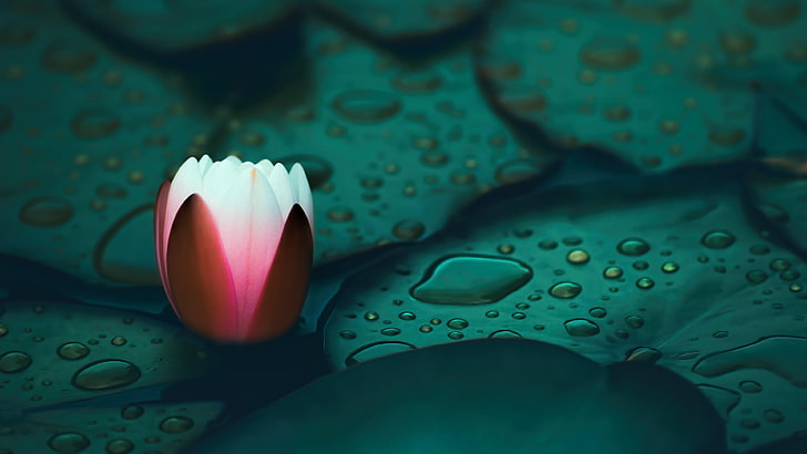 water, green, close up, lotus, water lily, water drops, droplets
