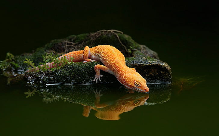 gecko, HD wallpaper