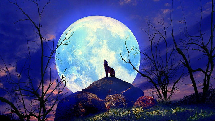 moon, nature, sky, moonlight, wolf, howling, wolf howling, tree, HD wallpaper