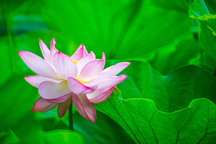 selective focus photo of pink Lotus flower, lotus flower, full bloom, HD wallpaper