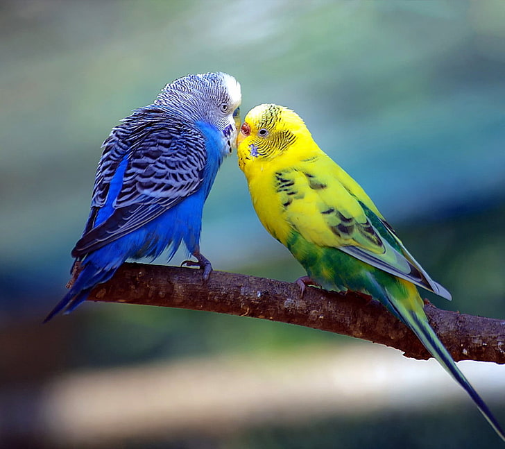 women's blue and yellow floral sari, nature, love, bird, animal themes
