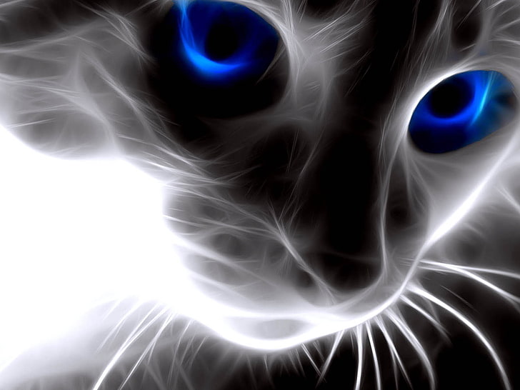 cats, glow, neon, studio shot, abstract, close-up, black background, HD wallpaper