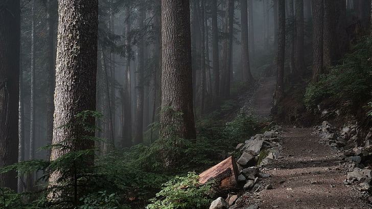 forest, tree, landscape, old growth forest, forest path, fog