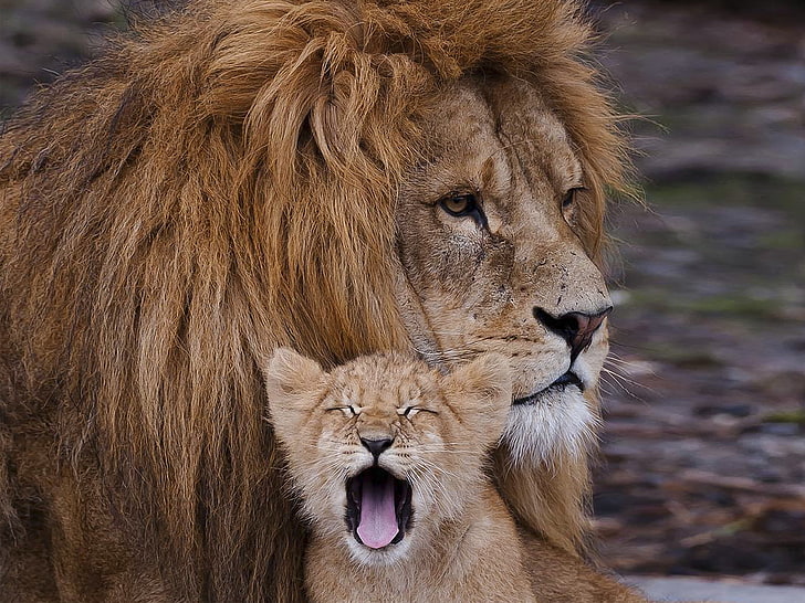 brown lion, cub, ravenous, beast, yawn, lion - Feline, wildlife, HD wallpaper