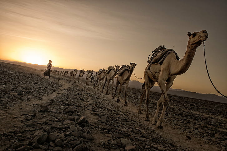photo of camels walking on dirt road, Salt, Danakil depression