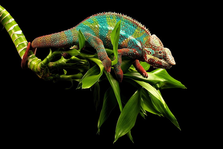 green and brown chameleon, reptile, twigs, animal, nature, wildlife