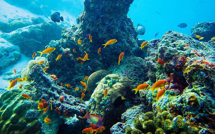 corals and school of fishes, sea, underwater, nature, animals