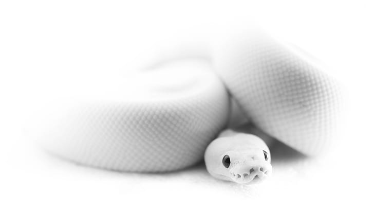 Cute Snakes Wallpapers  Wallpaper Cave