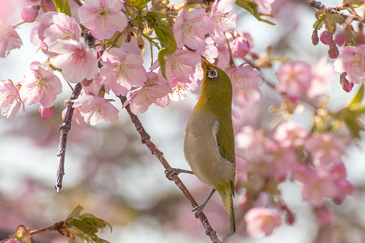 green and white bird eating a pink flower photography, Canon  EOS 6D, HD wallpaper