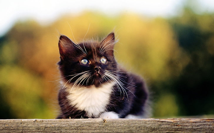 tuxedo cat, kitten, lie, face, spotted, domestic Cat, animal, HD wallpaper