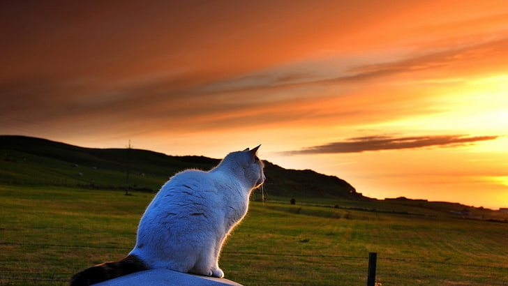 white and black cat, nature, animals, pet, tail, field, hills, HD wallpaper