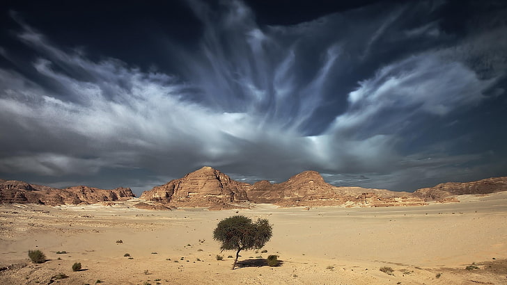 sky, cloud, desert, landscape, badlands, lone tree, sand, lonely tree, HD wallpaper