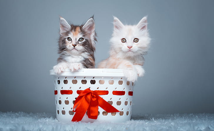 Maine Coon Cats, 4K, Cute Kittens, 5K, HD wallpaper