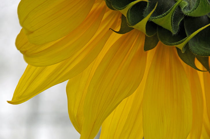 yellow cluster flower, DSC, Somebody, open, drapes, Nova Scotia, HD wallpaper