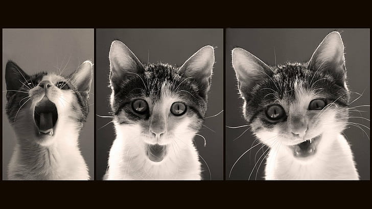 1920x1080 px, cat, funny, grumpy, humor, meme, quote, HD wallpaper