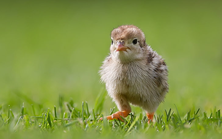 beige chick, chicken, grass, bird, baby Chicken, animal, small, HD wallpaper