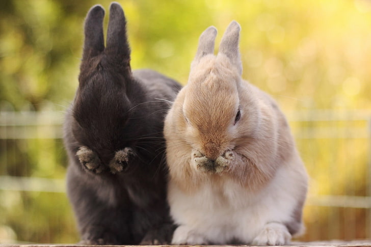 animals, rabbits, bunny ears, animal themes, mammal, group of animals, HD wallpaper