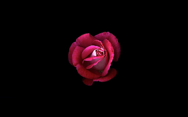 HD wallpaper: Flowers, Rose, Minimalist, Red Rose | Wallpaper Flare