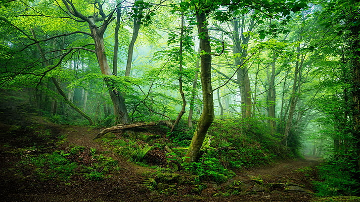 forest, woodland, misty, green forest, path, junction, tree, HD wallpaper