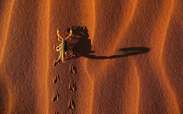 insects desert scorpions Nature Deserts HD Art, HD wallpaper