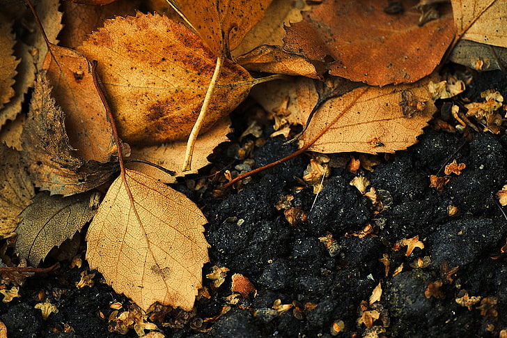 macro, nature, leaves, fallen leaves, leaf, plant part, autumn, HD wallpaper