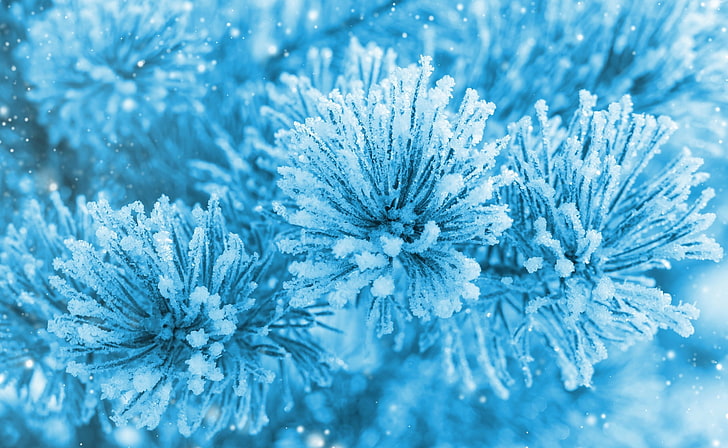 HD wallpaper: Frozen Spruce, white flowers, Seasons, Winter, cold  temperature | Wallpaper Flare