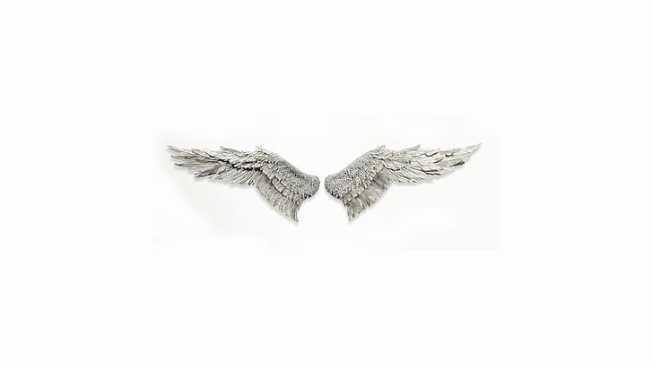 wings, white background, indoors, studio shot, copy space, no people