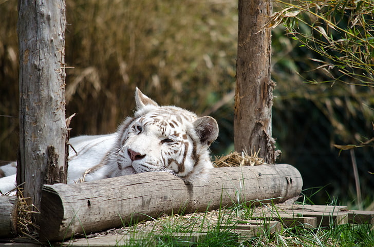 tiger, white, white tigers, animals, animal themes, tree, mammal