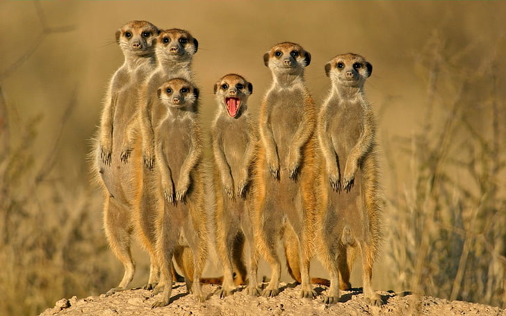 animals, meerkats, group of animals, animal wildlife, animals in the wild, HD wallpaper