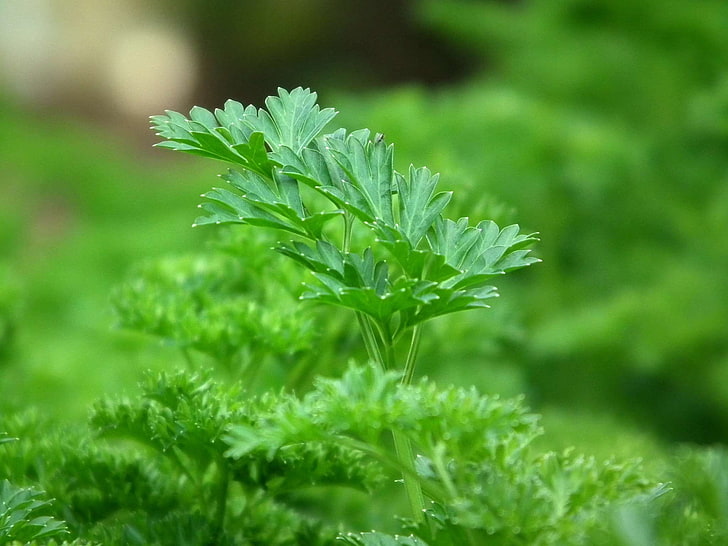 blur, blurry, close up, focus, green, growth, herb, herbal, HD wallpaper