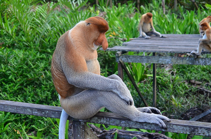 three brown primates sitting on gray wooden pallet boards, proboscis monkey