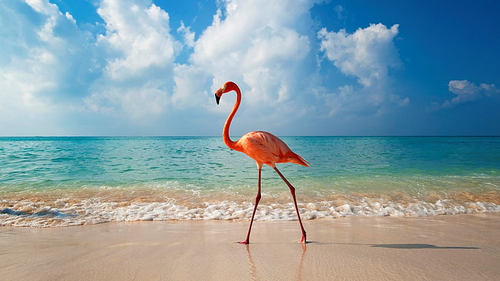 flamingo computer  backgrounds, sea, water, land, horizon, beach, HD wallpaper