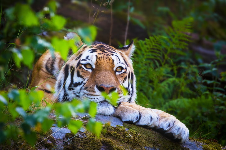 brown tiger, forest, summer, stay, blur, lies, wild cat, animals, HD wallpaper