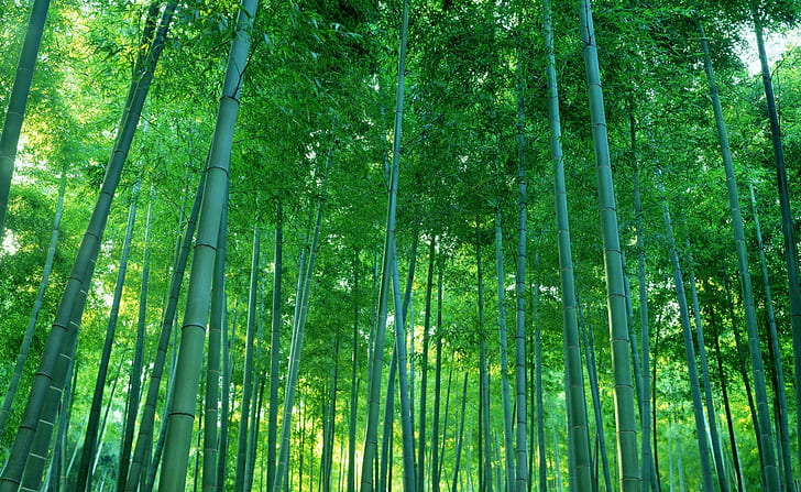 photography, nature, trees, bamboo, forest, HD wallpaper
