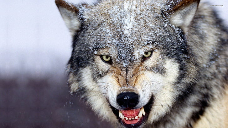 Angry Wolf  HD, black and tan wolf dog, HD wallpaper