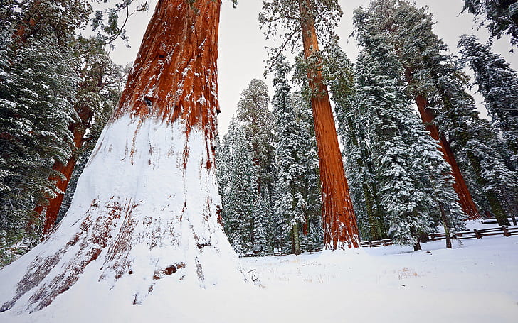 forest, winter, snow, tree, sequoia, redwood, HD wallpaper