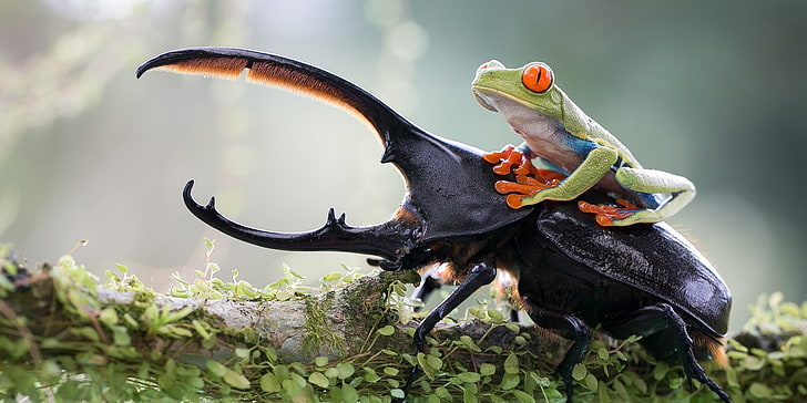 green tree frog, green tree frog on top of elephant stag beetle on top of brown log with moss selective focus photography, HD wallpaper